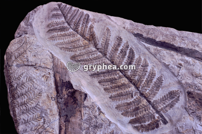 Fougère - gryphea.org